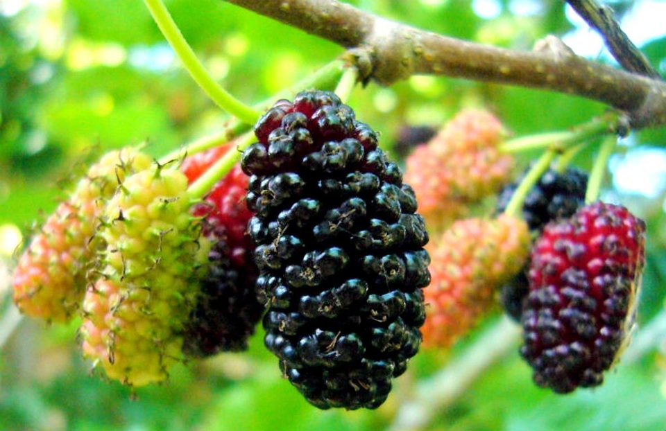 Mùa dâu ở Hội An Mùa dâu ở Hội An