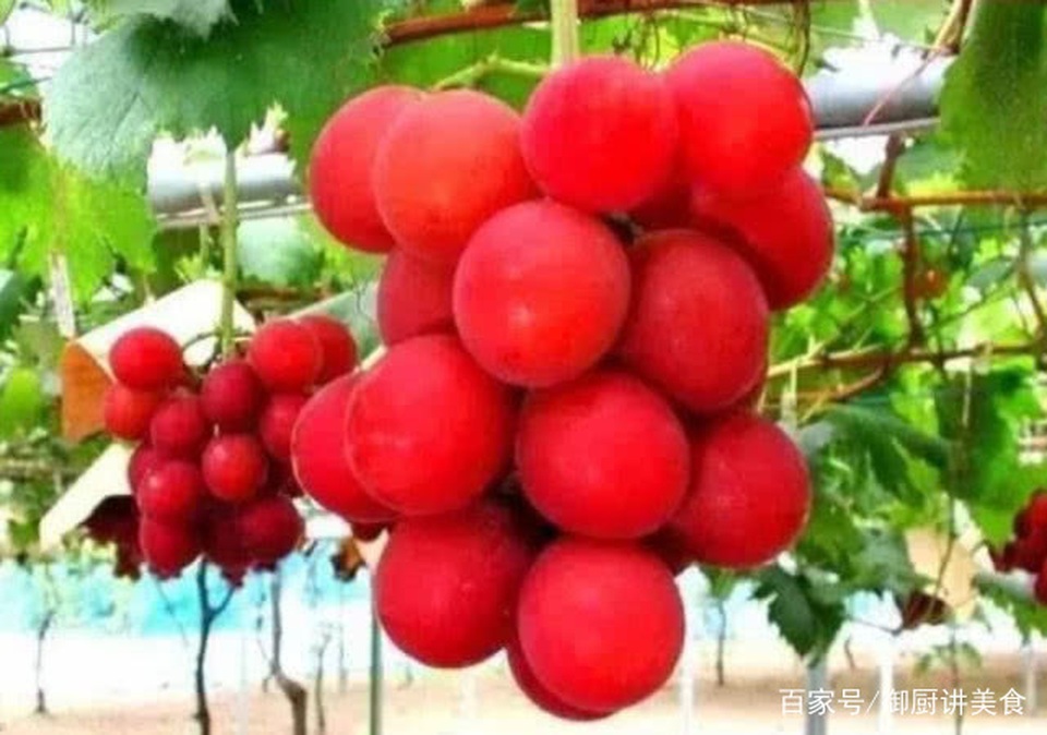 4 loại quả quý hiếm trên thế giới, có tiền chưa chắc đã được ăn - 4 4 loại quả quý hiếm trên thế giới, có tiền chưa chắc đã được ăn - 4