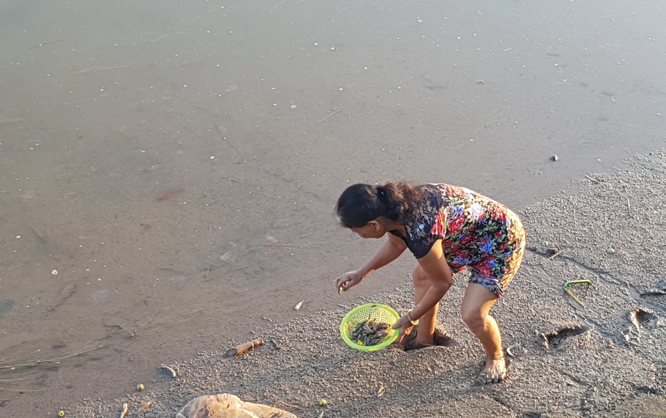 Người dân thành phố đổ xô ra sông vớt cá chết - 2 Người dân thành phố đổ xô ra sông vớt cá chết - 2