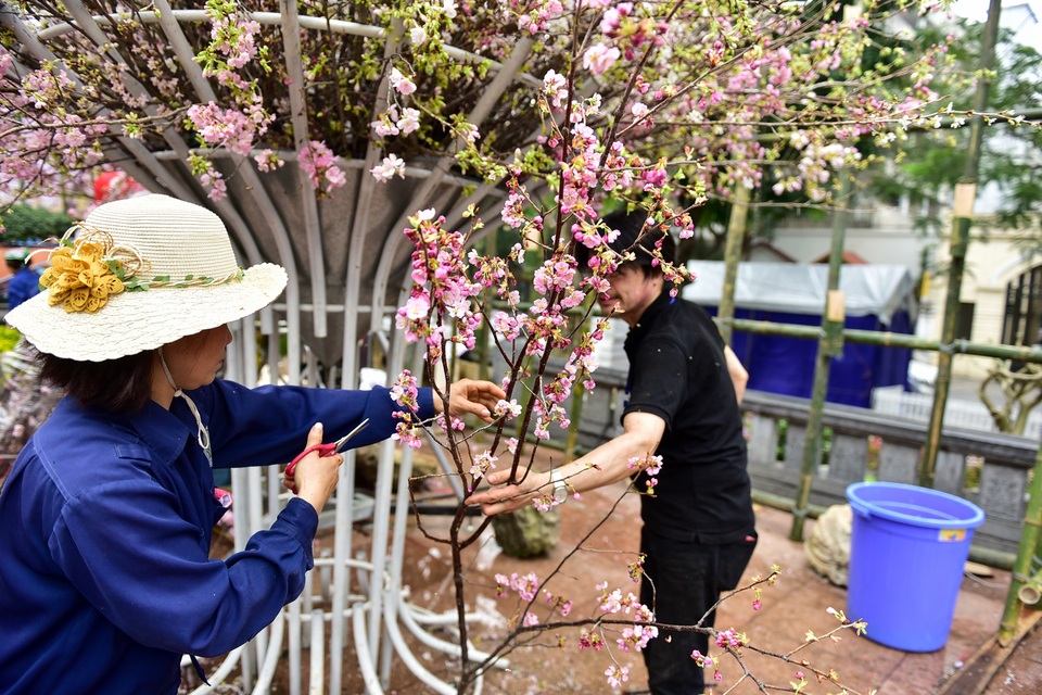 Hoa anh đào Nhật Bản khoe sắc giữa lòng Hà Nội - 11 Hoa anh đào Nhật Bản khoe sắc giữa lòng Hà Nội - 11