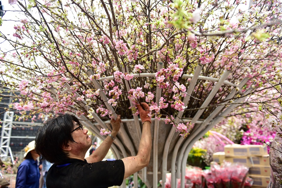 Hoa anh đào Nhật Bản khoe sắc giữa lòng Hà Nội - 7 Hoa anh đào Nhật Bản khoe sắc giữa lòng Hà Nội - 7