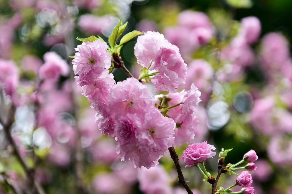 Hoa anh đào Nhật Bản khoe sắc giữa lòng Hà Nội - 9 Hoa anh đào Nhật Bản khoe sắc giữa lòng Hà Nội - 9