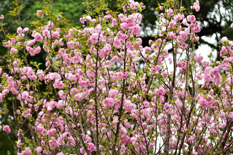 Hoa anh đào Nhật Bản khoe sắc giữa lòng Hà Nội - 2 Hoa anh đào Nhật Bản khoe sắc giữa lòng Hà Nội - 2