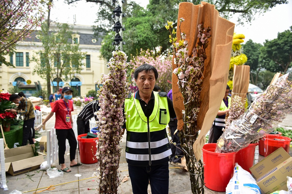Hoa anh đào Nhật Bản khoe sắc giữa lòng Hà Nội - 10 Hoa anh đào Nhật Bản khoe sắc giữa lòng Hà Nội - 10