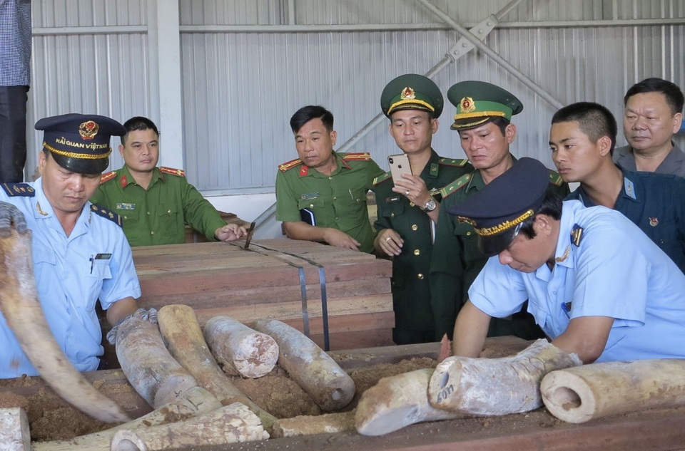 Phát hiện hơn 9 tấn hàng nghi là ngà voi bọc gỗ để nguỵ trang - 1 Phát hiện hơn 9 tấn hàng nghi là ngà voi bọc gỗ để nguỵ trang - 1