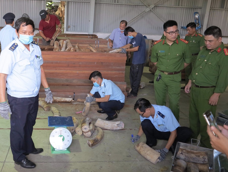 Phát hiện hơn 9 tấn hàng nghi là ngà voi bọc gỗ để nguỵ trang - 2 Phát hiện hơn 9 tấn hàng nghi là ngà voi bọc gỗ để nguỵ trang - 2