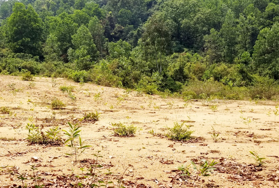 Dự án chùa Ba Vàng Quảng Nam