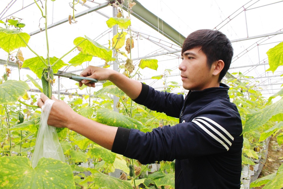 Chàng trai xứ Nghệ thu nhập tiền tỷ từ dưa lưới và rau quả sạch - 1 Chàng trai xứ Nghệ thu nhập tiền tỷ từ dưa lưới và rau quả sạch - 1