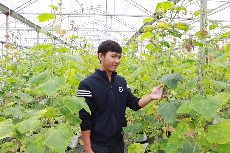 Chàng trai xứ Nghệ thu nhập tiền tỷ từ dưa lưới và rau quả sạch - 2 Chàng trai xứ Nghệ thu nhập tiền tỷ từ dưa lưới và rau quả sạch - 2