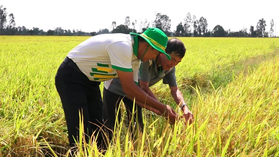 Phân bón Phú Mỹ cùng nhà nông ứng phó thời tiết khắc nghiệt - 1 Phân bón Phú Mỹ cùng nhà nông ứng phó thời tiết khắc nghiệt - 1