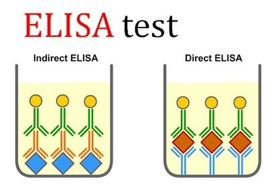 Xét nghiệm ELISA trong chẩn đoán y khoa - 1 Xét nghiệm ELISA trong chẩn đoán y khoa - 1