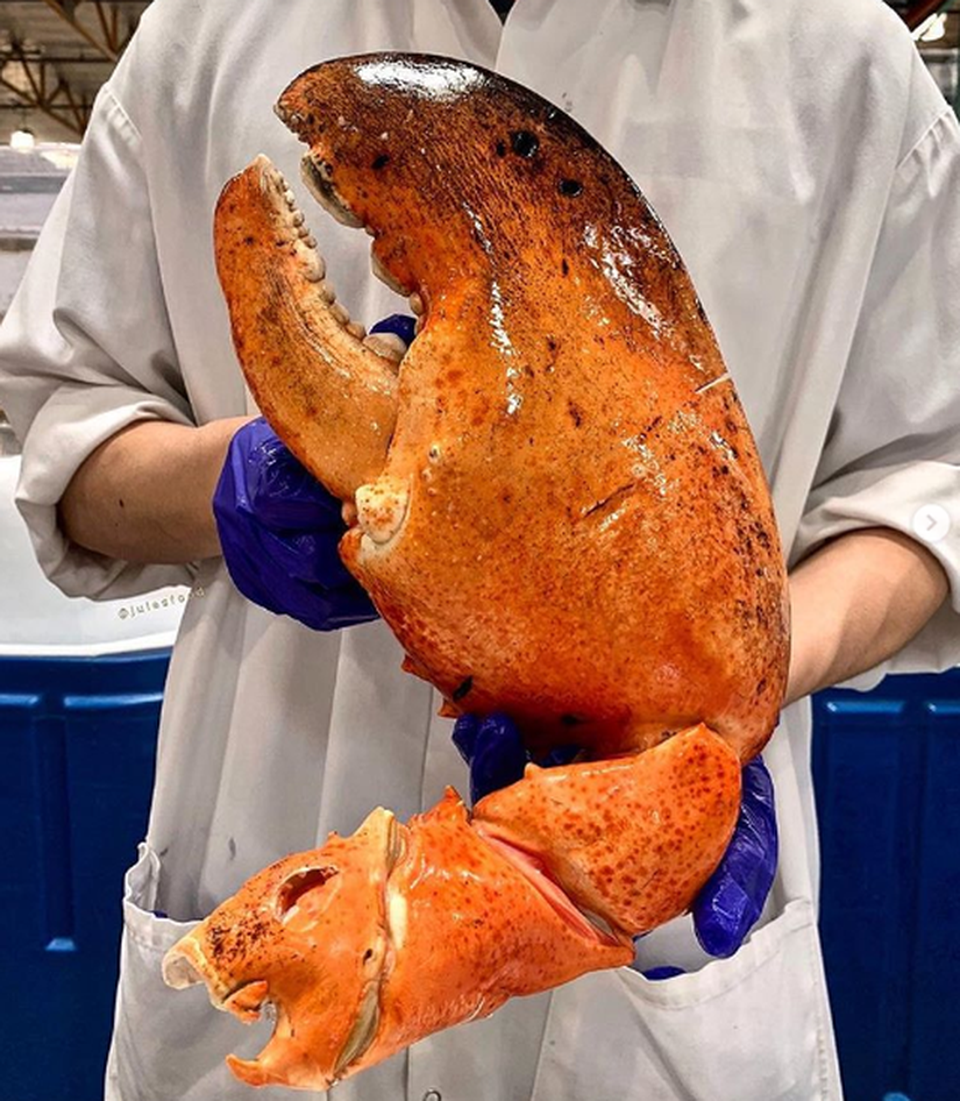 Càng tôm hùm khổng lồ rẻ như rau; Cây hoa sữa dáng lạ trả 6 tỷ đồng không bán - 1