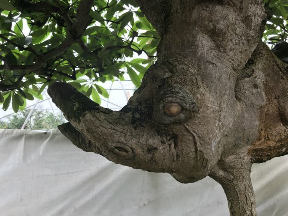 Càng tôm hùm khổng lồ rẻ như rau; Cây hoa sữa dáng lạ trả 6 tỷ đồng không bán - 5