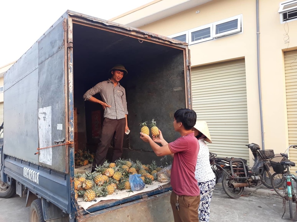 Mới đầu vụ, giá dứa đã rơi xuống mức thấp kỷ lục - 5 Mới đầu vụ, giá dứa đã rơi xuống mức thấp kỷ lục - 5