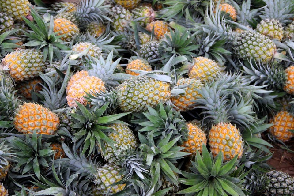 Mới đầu vụ, giá dứa đã rơi xuống mức thấp kỷ lục - 1 Mới đầu vụ, giá dứa đã rơi xuống mức thấp kỷ lục - 1