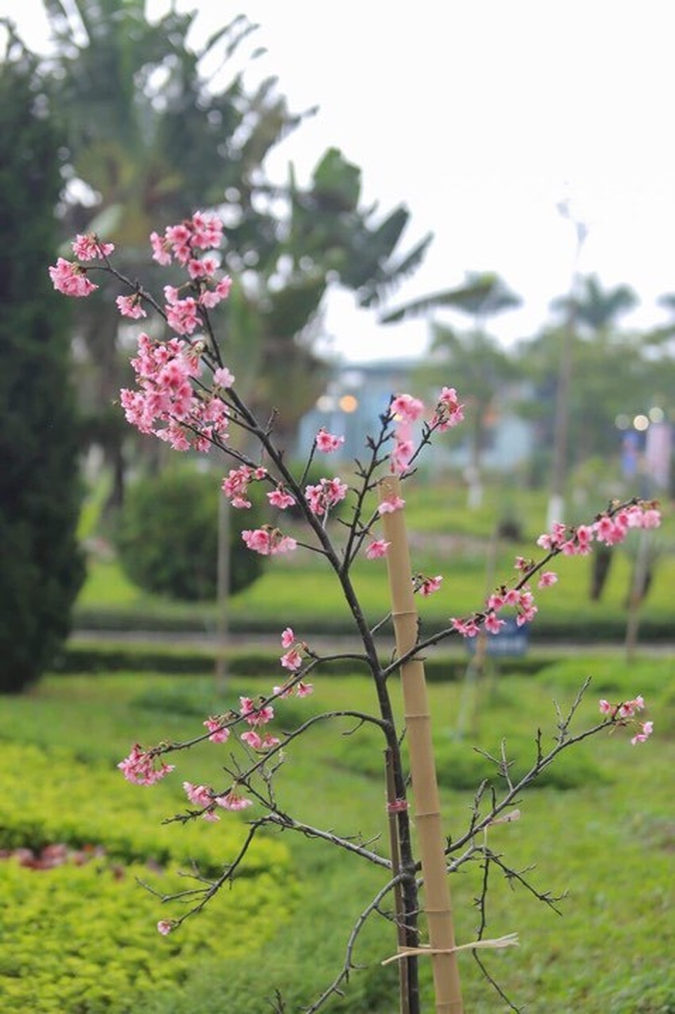 Những điều chưa biết về Lễ hội hoa anh đào 2019 4.jpg Những điều chưa biết về Lễ hội hoa anh đào 2019 4.jpg