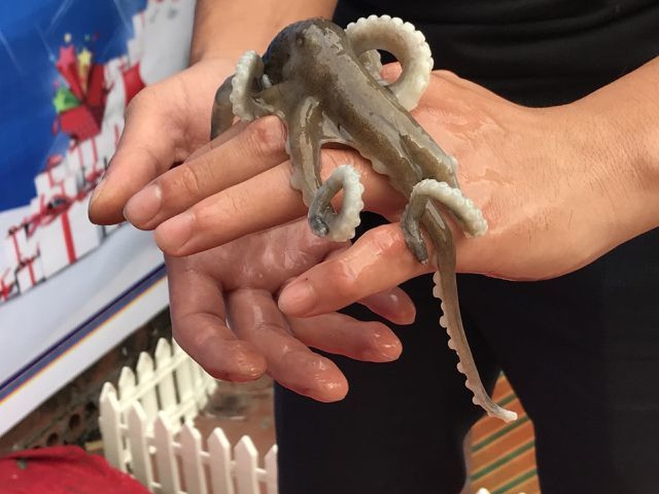 Càng tôm hùm khổng lồ rẻ như rau; Cây hoa sữa dáng lạ trả 6 tỷ đồng không bán - 3