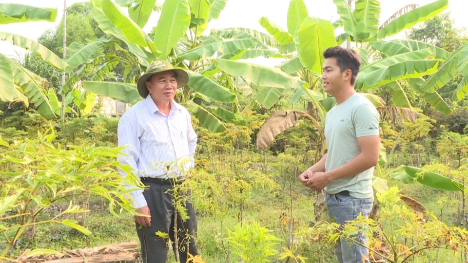 Phú Yên: Kiếm cả chục triệu đồng từ trồng cây đinh lăng lấy củ - 3 Phú Yên: Kiếm cả chục triệu đồng từ trồng cây đinh lăng lấy củ - 3