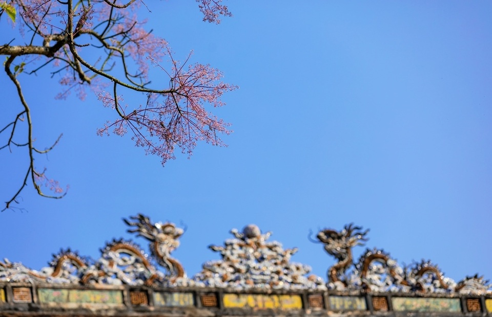 Hoa ngô đồng đẹp ngỡ ngàng trong Đại Nội Huế - 14 Hoa ngô đồng đẹp ngỡ ngàng trong Đại Nội Huế - 14