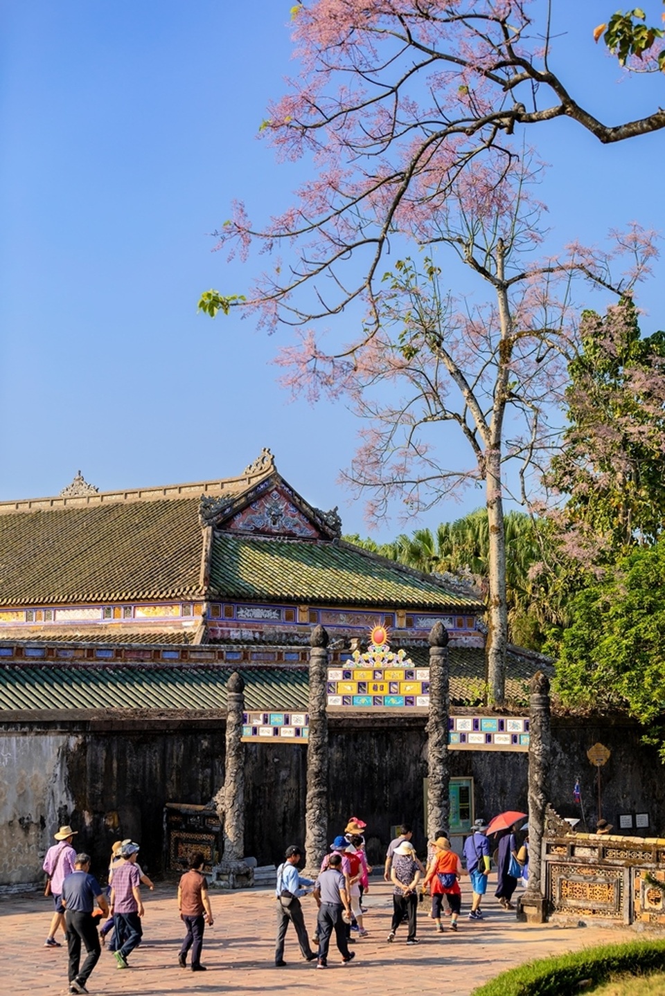 Hoa ngô đồng đẹp ngỡ ngàng trong Đại Nội Huế - 17 Hoa ngô đồng đẹp ngỡ ngàng trong Đại Nội Huế - 17