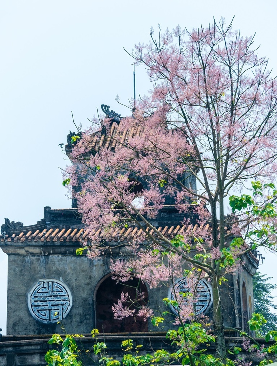 Hoa ngô đồng đẹp ngỡ ngàng trong Đại Nội Huế - 3 Hoa ngô đồng đẹp ngỡ ngàng trong Đại Nội Huế - 3