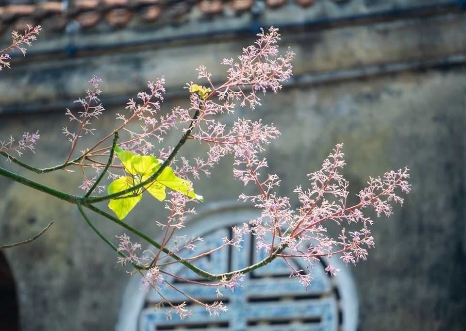 Hoa ngô đồng đẹp ngỡ ngàng trong Đại Nội Huế - 2 Hoa ngô đồng đẹp ngỡ ngàng trong Đại Nội Huế - 2