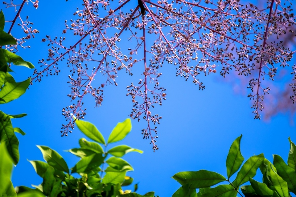 Hoa ngô đồng đẹp ngỡ ngàng trong Đại Nội Huế - 7 Hoa ngô đồng đẹp ngỡ ngàng trong Đại Nội Huế - 7