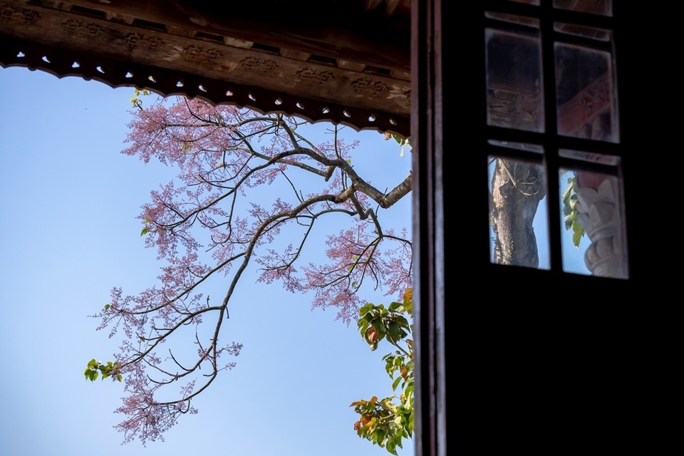 Hoa ngô đồng đẹp ngỡ ngàng trong Đại Nội Huế - 9 Hoa ngô đồng đẹp ngỡ ngàng trong Đại Nội Huế - 9