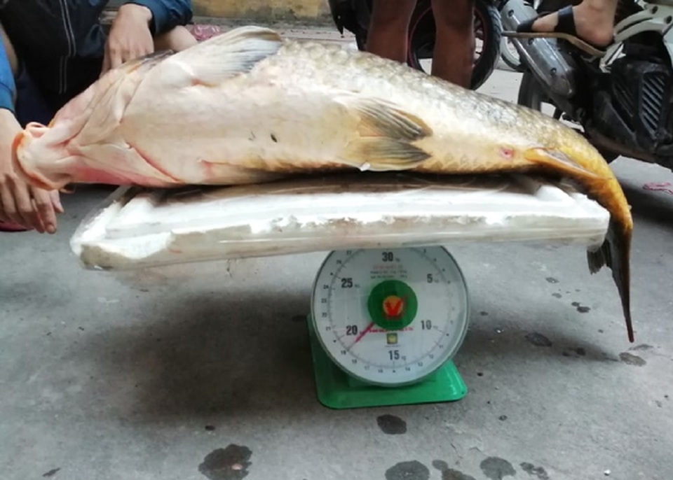 Người Hà thành mạnh tay chi gần chục triệu để mua 1 con cá chép - 1 Người Hà thành mạnh tay chi gần chục triệu để mua 1 con cá chép - 1
