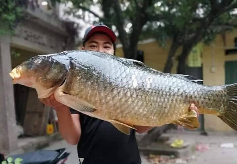 Người Hà thành mạnh tay chi gần chục triệu để mua 1 con cá chép - 3 Người Hà thành mạnh tay chi gần chục triệu để mua 1 con cá chép - 3