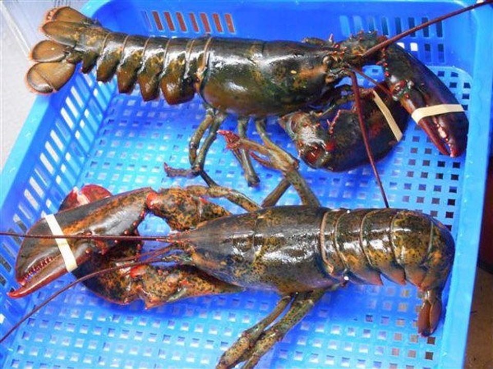 Tôm hùm Mỹ bay nửa vòng trái đất về Việt Nam được bán rẻ như gà, vịt - 1 Tôm hùm Mỹ bay nửa vòng trái đất về Việt Nam được bán rẻ như gà, vịt - 1