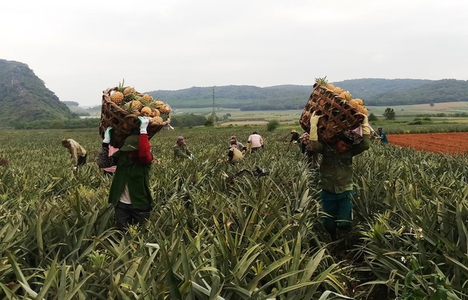 Thanh Hoá: Dứa chỉ 2.000-3.000 đồng/kg, nông dân đang ngồi trên đống lửa - 3 Thanh Hoá: Dứa chỉ 2.000-3.000 đồng/kg, nông dân đang ngồi trên đống lửa - 3
