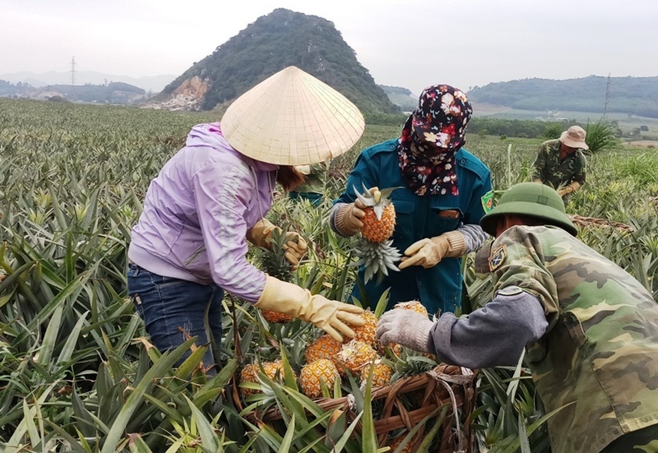 Thanh Hoá: Dứa chỉ 2.000-3.000 đồng/kg, nông dân đang ngồi trên đống lửa - 1 Thanh Hoá: Dứa chỉ 2.000-3.000 đồng/kg, nông dân đang ngồi trên đống lửa - 1