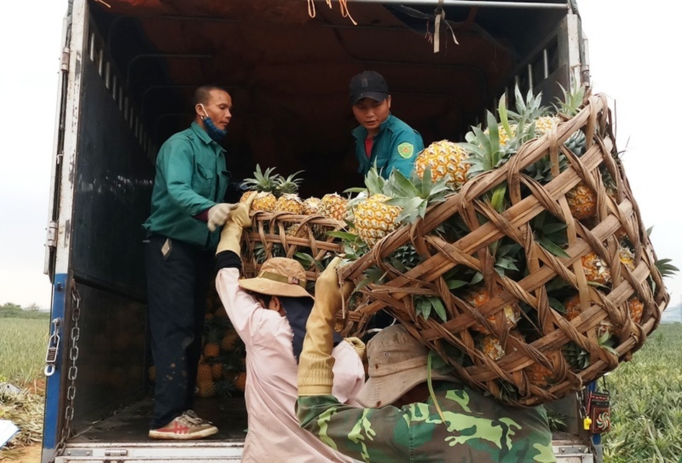 Thanh Hoá: Dứa chỉ 2.000-3.000 đồng/kg, nông dân đang ngồi trên đống lửa - 5 Thanh Hoá: Dứa chỉ 2.000-3.000 đồng/kg, nông dân đang ngồi trên đống lửa - 5