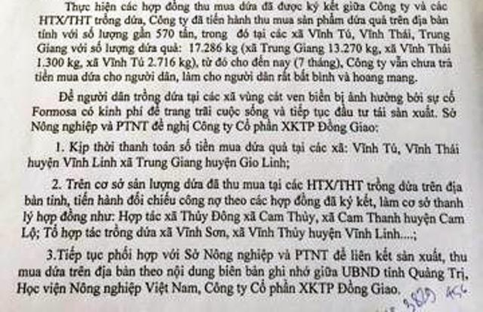 Quảng Trị: Doanh nghiệp nợ tiền thu mua dứa, người dân vùng cát lao đao! - 3 Quảng Trị: Doanh nghiệp nợ tiền thu mua dứa, người dân vùng cát lao đao! - 3