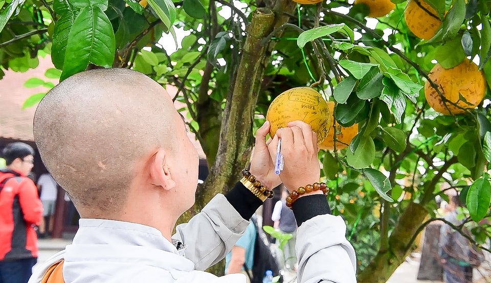 Cây bưởi trong ngôi chùa cổ nhất Hà Nội bị vẽ bậy chằng chịt lên quả - 3 Cây bưởi trong ngôi chùa cổ nhất Hà Nội bị vẽ bậy chằng chịt lên quả - 3
