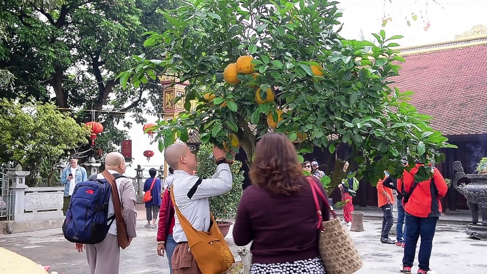 Cây bưởi trong ngôi chùa cổ nhất Hà Nội bị vẽ bậy chằng chịt lên quả - 2 Cây bưởi trong ngôi chùa cổ nhất Hà Nội bị vẽ bậy chằng chịt lên quả - 2