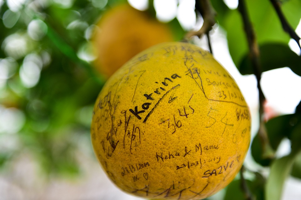 Cây bưởi trong ngôi chùa cổ nhất Hà Nội bị vẽ bậy chằng chịt lên quả - 4 Cây bưởi trong ngôi chùa cổ nhất Hà Nội bị vẽ bậy chằng chịt lên quả - 4