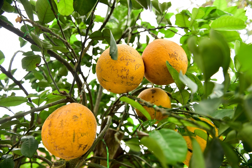 Cây bưởi trong ngôi chùa cổ nhất Hà Nội bị vẽ bậy chằng chịt lên quả - 6 Cây bưởi trong ngôi chùa cổ nhất Hà Nội bị vẽ bậy chằng chịt lên quả - 6