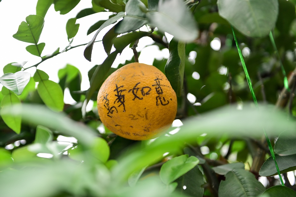 Cây bưởi trong ngôi chùa cổ nhất Hà Nội bị vẽ bậy chằng chịt lên quả - 8 Cây bưởi trong ngôi chùa cổ nhất Hà Nội bị vẽ bậy chằng chịt lên quả - 8