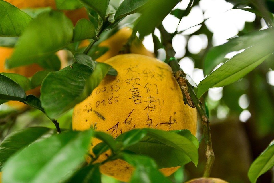 Cây bưởi trong ngôi chùa cổ nhất Hà Nội bị vẽ bậy chằng chịt lên quả - 7 Cây bưởi trong ngôi chùa cổ nhất Hà Nội bị vẽ bậy chằng chịt lên quả - 7