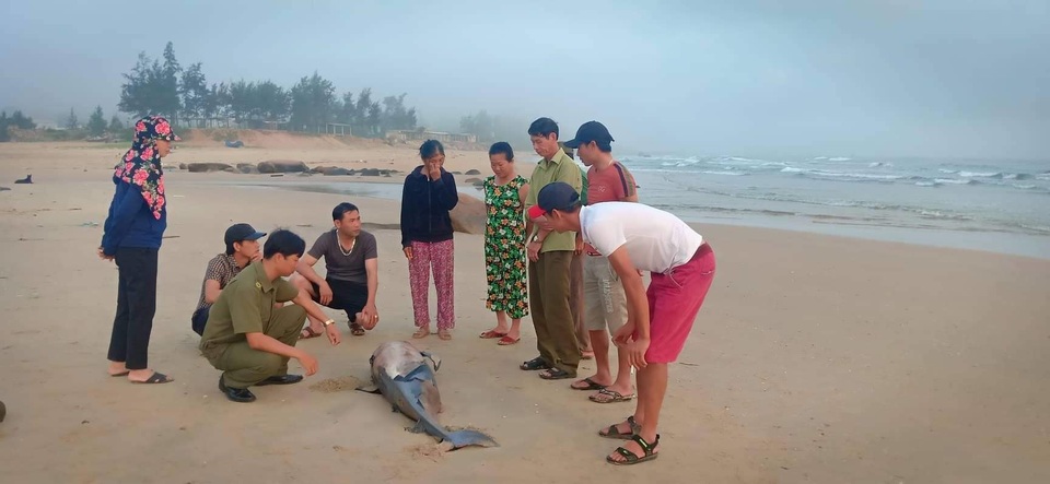 Cá voi gần 2m trôi dạt bờ biển Hà Tĩnh - 1 Cá voi gần 2m trôi dạt bờ biển Hà Tĩnh - 1