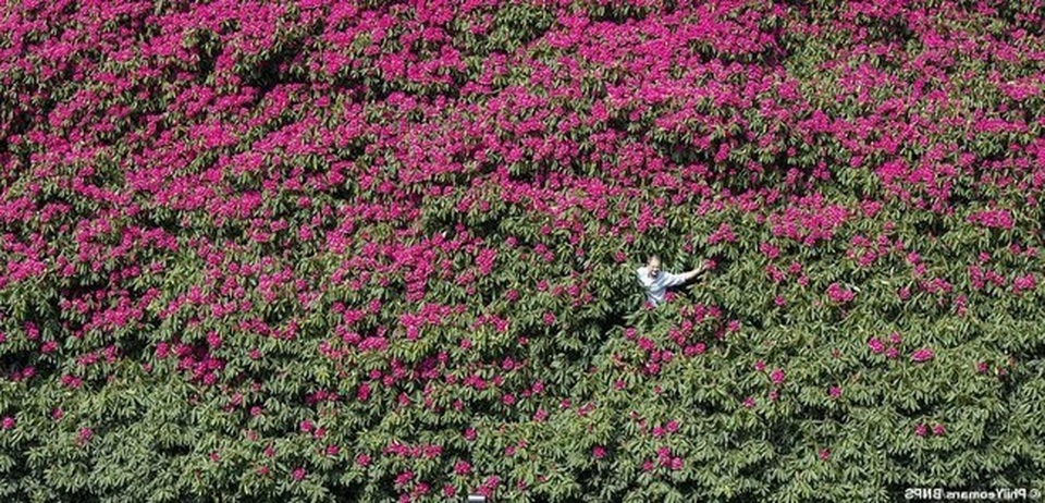 Cây đỗ quyên tuổi đời hơn 1 thế kỷ, có thể “ôm trọn” cả trăm người cùng lúc - 4 Cây đỗ quyên tuổi đời hơn 1 thế kỷ, có thể “ôm trọn” cả trăm người cùng lúc - 4