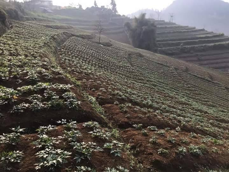 Công ty Akina Đông Á đầu tư phát triển cây Đương quy Nhật Bản chất lượng cao tại Việt Nam - 1 Công ty Akina Đông Á đầu tư phát triển cây Đương quy Nhật Bản chất lượng cao tại Việt Nam - 1