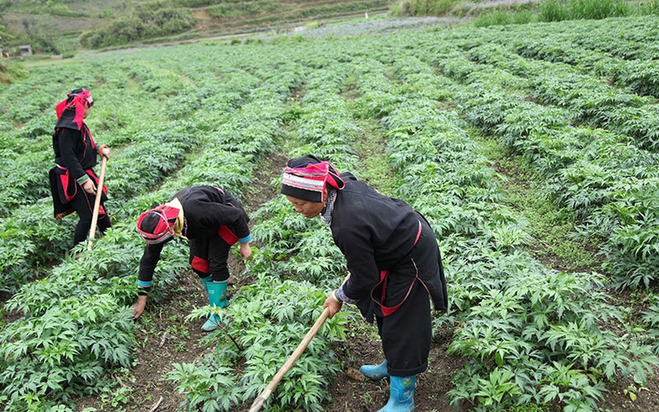Công ty Akina Đông Á đầu tư phát triển cây Đương quy Nhật Bản chất lượng cao tại Việt Nam - 2 Công ty Akina Đông Á đầu tư phát triển cây Đương quy Nhật Bản chất lượng cao tại Việt Nam - 2