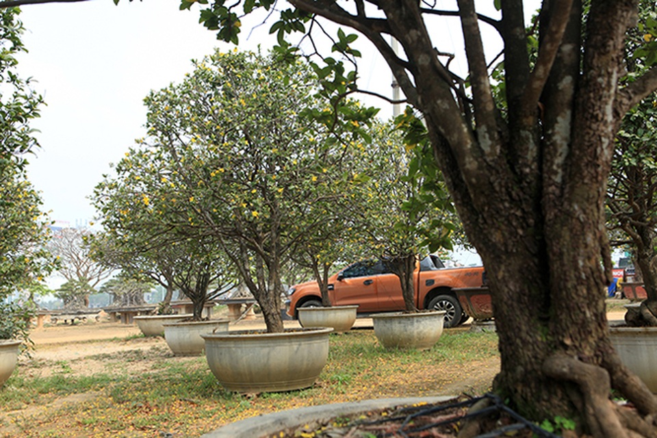 Thương lái Trung Quốc bị từ chối khi muốn mua cả vườn mai tứ quý độc nhất Việt Nam - 1 Thương lái Trung Quốc bị từ chối khi muốn mua cả vườn mai tứ quý độc nhất Việt Nam - 1