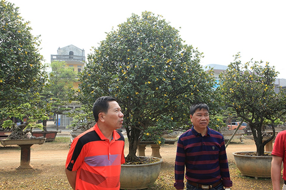 Thương lái Trung Quốc bị từ chối khi muốn mua cả vườn mai tứ quý độc nhất Việt Nam - 2 Thương lái Trung Quốc bị từ chối khi muốn mua cả vườn mai tứ quý độc nhất Việt Nam - 2