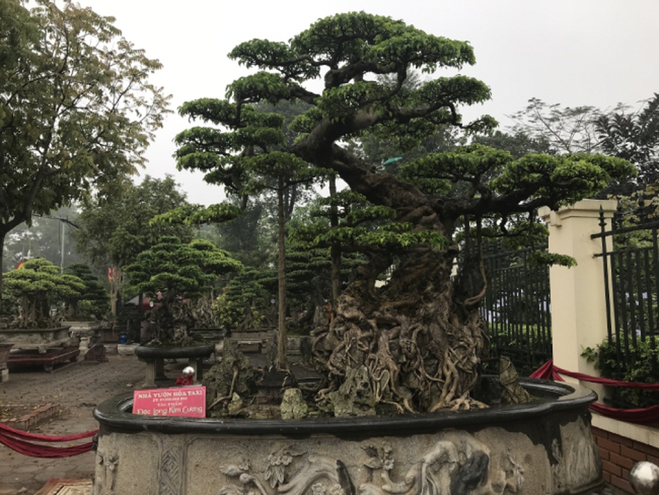 Chiêm ngưỡng cây sanh hàng trăm tuổi có giá triệu đô ở Hưng Yên - 1 Chiêm ngưỡng cây sanh hàng trăm tuổi có giá triệu đô ở Hưng Yên - 1