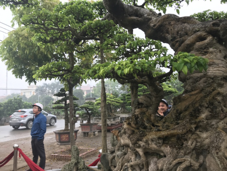 Chiêm ngưỡng cây sanh hàng trăm tuổi có giá triệu đô ở Hưng Yên - 11 Chiêm ngưỡng cây sanh hàng trăm tuổi có giá triệu đô ở Hưng Yên - 11
