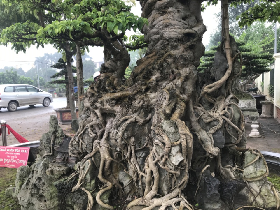 Chiêm ngưỡng cây sanh hàng trăm tuổi có giá triệu đô ở Hưng Yên - 15 Chiêm ngưỡng cây sanh hàng trăm tuổi có giá triệu đô ở Hưng Yên - 15